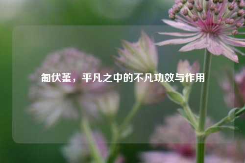 匍伏堇，平凡之中的不凡功效与作用