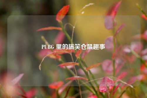 PUBG 里的搞笑仓鼠趣事