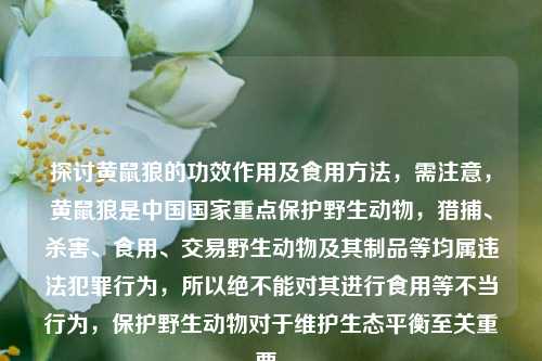 探讨黄鼠狼的功效作用及食用 *** ，需注意，黄鼠狼是中国国家重点保护野生动物，猎捕、杀害、食用、交易野生动物及其制品等均属违法犯罪行为，所以绝不能对其进行食用等不当行为，保护野生动物对于维护生态平衡至关重要。