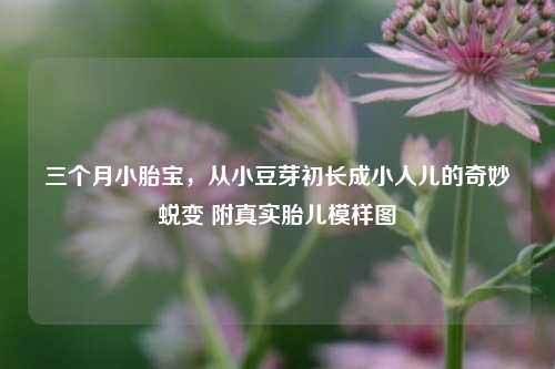 三个月小胎宝，从小豆芽初长成小人儿的奇妙蜕变 附真实胎儿模样图
