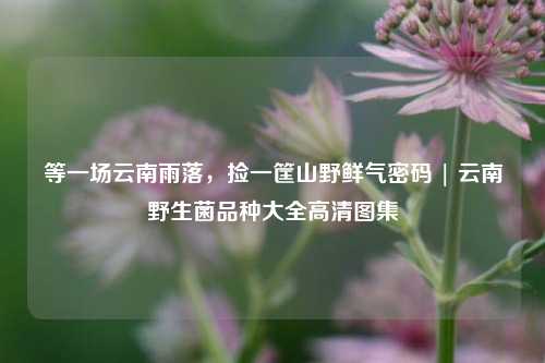 等一场云南雨落,捡一筐山野鲜气密码 | 云南野生菌品种大全高清图集